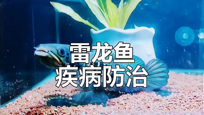 如何預防龍魚體表細菌感染？：養魚小藝，龍魚水霉病