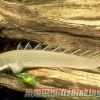 恐龍王魚病：恐龍王魚常見疾病及防治方法