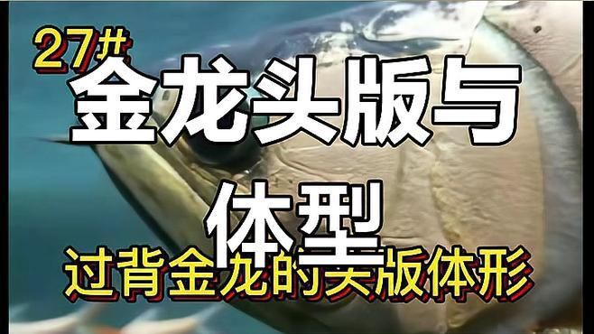 如何區分紅龍魚和金頭過背？：揭秘古典金龍的特征與魅力，過背金龍魚