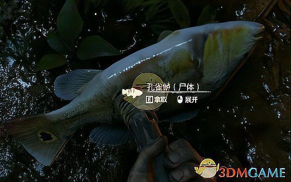 孔雀鱸魚的價值：孔雀鱸魚的營養(yǎng)價值及功效你了解嗎