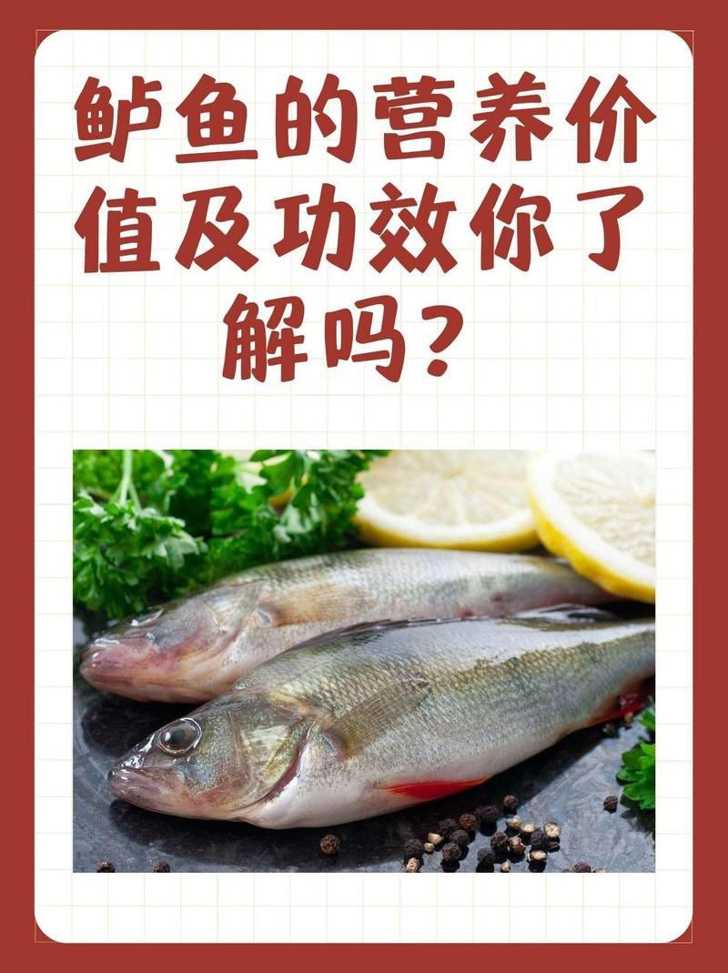 孔雀鱸魚的價值：孔雀鱸魚的營養(yǎng)價值及功效你了解嗎