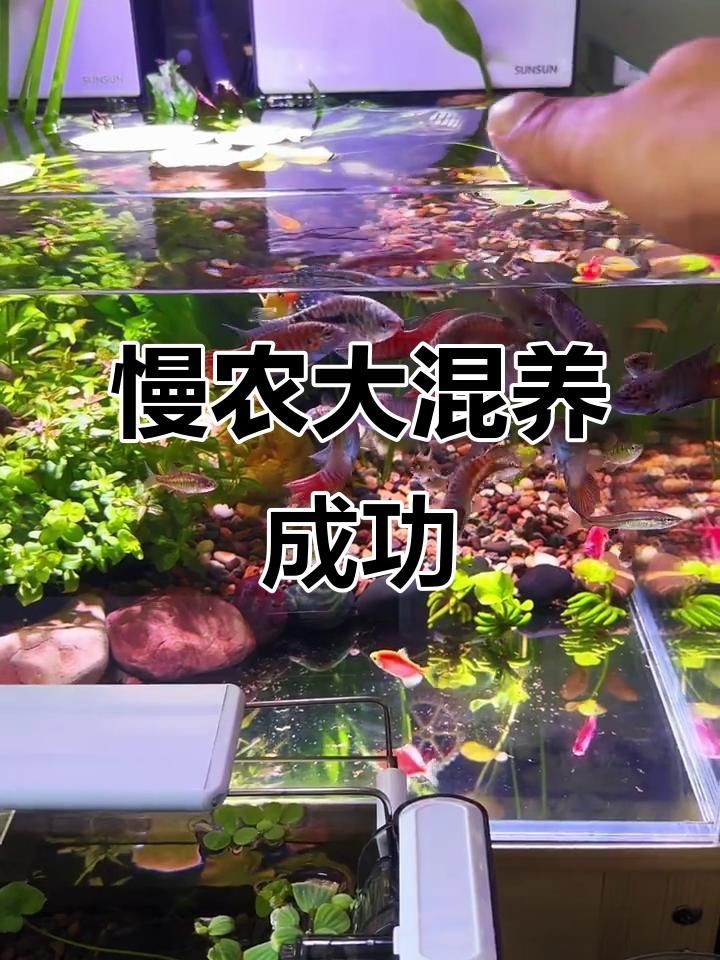 有沒有具體的混養案例可以分享？：鳳凰江蘇小農場養了9種動物嗶哩嗶哩魚蝦混養成功經驗分享 有沒有具體的混養案例可以分享？：鳳凰江蘇小農場養了9種動物嗶哩嗶哩魚蝦混養成功經驗分享 龍魚百科 第3張