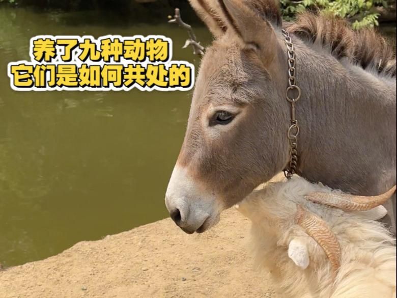 有沒有具體的混養案例可以分享？：鳳凰江蘇小農場養了9種動物嗶哩嗶哩魚蝦混養成功經驗分享 有沒有具體的混養案例可以分享？：鳳凰江蘇小農場養了9種動物嗶哩嗶哩魚蝦混養成功經驗分享 龍魚百科 第1張