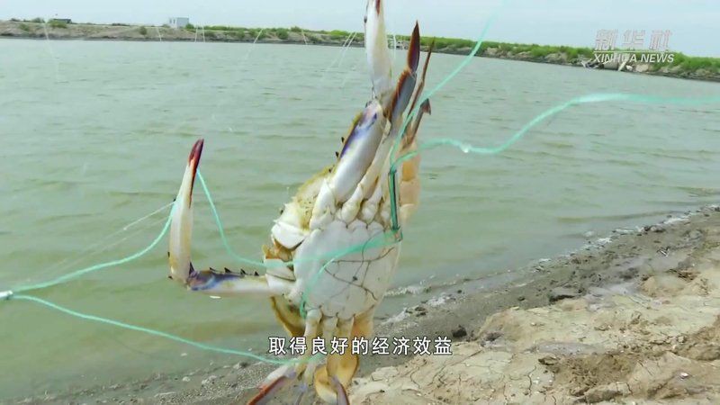 有沒有具體的混養案例可以分享？：鳳凰江蘇小農場養了9種動物嗶哩嗶哩魚蝦混養成功經驗分享 有沒有具體的混養案例可以分享？：鳳凰江蘇小農場養了9種動物嗶哩嗶哩魚蝦混養成功經驗分享 龍魚百科 第4張