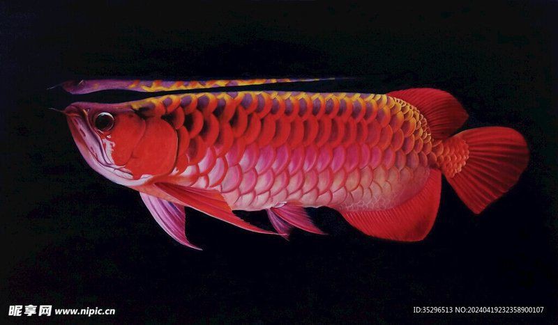 如何拍攝金龍魚的高清大圖？：拍攝金龍魚的高清大圖