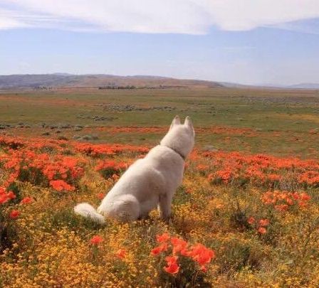 玉樹藏族自治州魚缸批發市場：玉樹專業魚缸批發市場