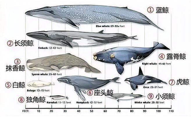 抹香鯨吃大白鯊嗎：智能模式回答完成用時10秒用戶詢問抹香鯨是否吃大白鯊