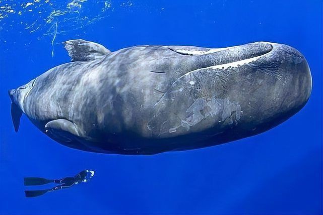 抹香鯨吃大白鯊嗎：智能模式回答完成用時10秒用戶詢問抹香鯨是否吃大白鯊