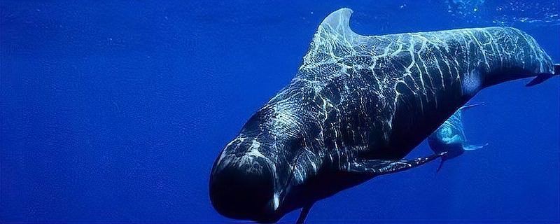 抹香鯨吃大白鯊嗎：智能模式回答完成用時10秒用戶詢問抹香鯨是否吃大白鯊
