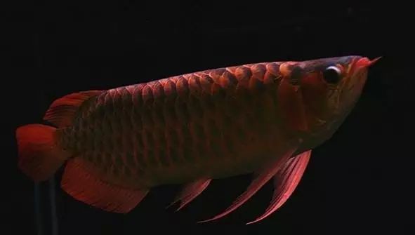 泗水龍魚什么檔次最好：泗水超血王紅龍魚