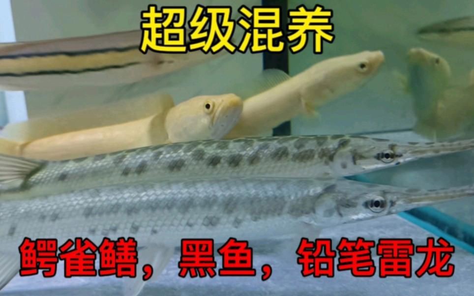 有哪些適合與雷龍魚(yú)混養(yǎng)的魚(yú)類(lèi)？：適合與雷龍魚(yú)混養(yǎng)的魚(yú)類(lèi)需綜合考慮體型、活動(dòng)區(qū)域及攻擊性等因素