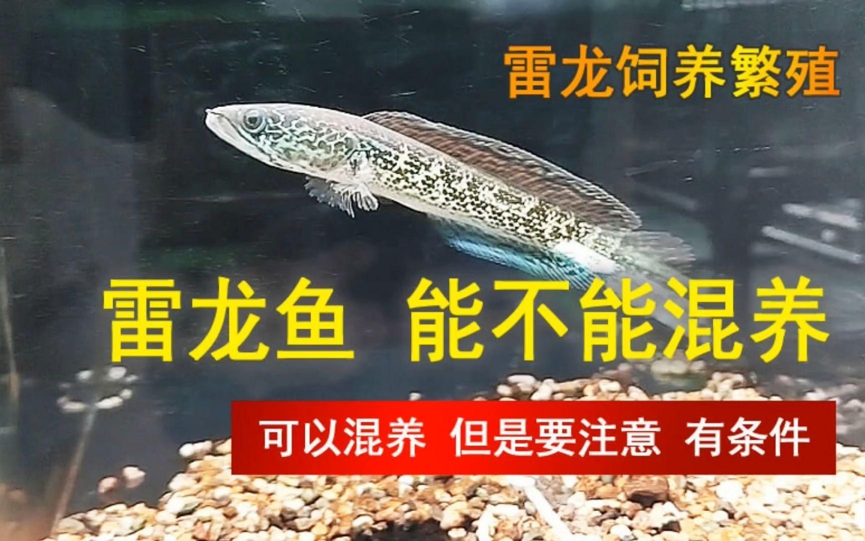 有哪些適合與雷龍魚(yú)混養(yǎng)的魚(yú)類(lèi)？：適合與雷龍魚(yú)混養(yǎng)的魚(yú)類(lèi)需綜合考慮體型、活動(dòng)區(qū)域及攻擊性等因素