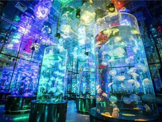 濟(jì)南水族館：探秘濟(jì)南水族世界：一場(chǎng)引來(lái)數(shù)百條黃金[需手動(dòng)填充],魚(yú)群跨來(lái)數(shù)百條奇幻之旅 濟(jì)南水族館：探秘濟(jì)南水族世界：一場(chǎng)引來(lái)數(shù)百條黃金[需手動(dòng)填充],魚(yú)群跨來(lái)數(shù)百條奇幻之旅 全國(guó)水族館企業(yè)名錄 第4張