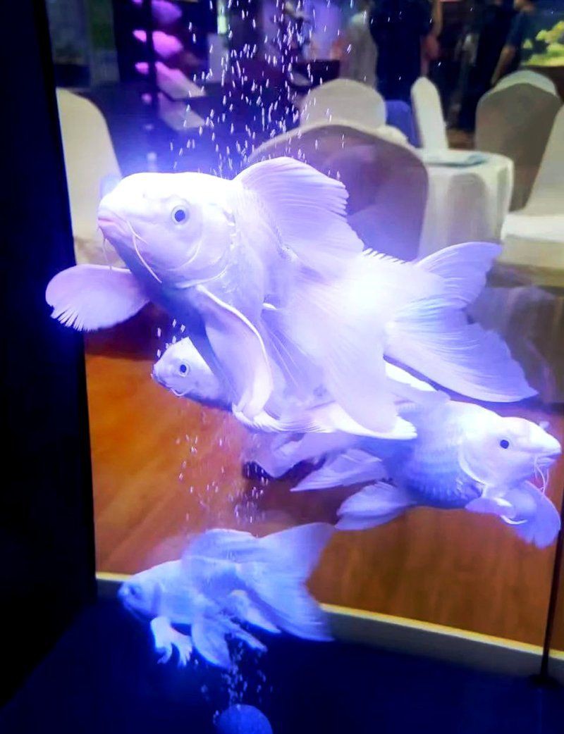 濟(jì)南水族館：探秘濟(jì)南水族世界：一場(chǎng)引來(lái)數(shù)百條黃金[需手動(dòng)填充],魚(yú)群跨來(lái)數(shù)百條奇幻之旅 濟(jì)南水族館：探秘濟(jì)南水族世界：一場(chǎng)引來(lái)數(shù)百條黃金[需手動(dòng)填充],魚(yú)群跨來(lái)數(shù)百條奇幻之旅 全國(guó)水族館企業(yè)名錄 第8張