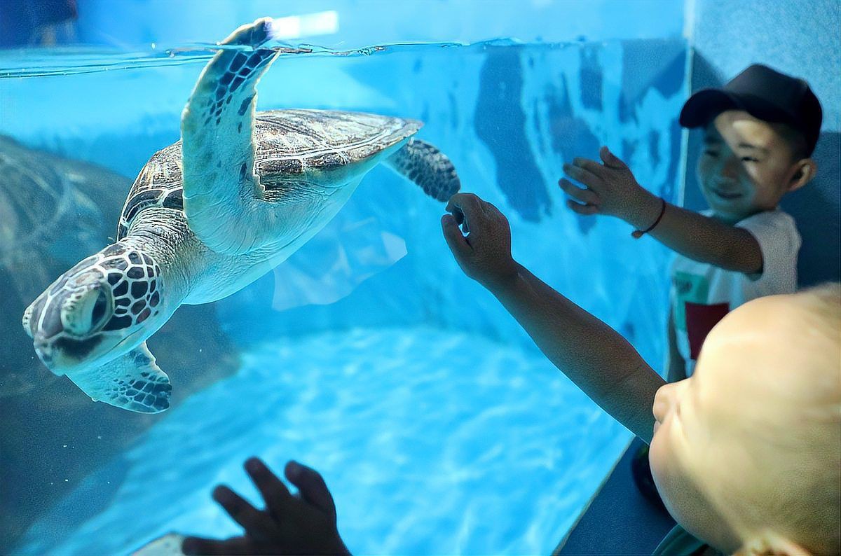 濟(jì)南水族館：探秘濟(jì)南水族世界：一場(chǎng)引來(lái)數(shù)百條黃金[需手動(dòng)填充],魚(yú)群跨來(lái)數(shù)百條奇幻之旅 濟(jì)南水族館：探秘濟(jì)南水族世界：一場(chǎng)引來(lái)數(shù)百條黃金[需手動(dòng)填充],魚(yú)群跨來(lái)數(shù)百條奇幻之旅 全國(guó)水族館企業(yè)名錄 第10張