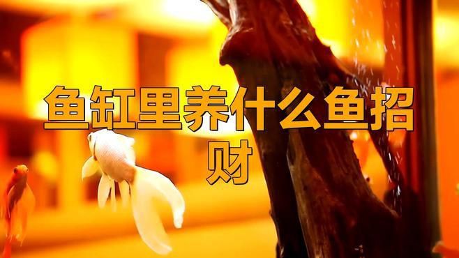 十大招財魚中哪些最受歡迎？：智能模式回答完成調用工具：今天吃什么根據觀賞魚市場的流行趨勢