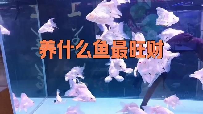 十大招財魚中哪些最受歡迎？：智能模式回答完成調用工具：今天吃什么根據觀賞魚市場的流行趨勢
