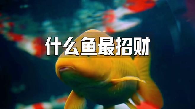 十大招財魚中哪些最受歡迎？：智能模式回答完成調用工具：今天吃什么根據觀賞魚市場的流行趨勢