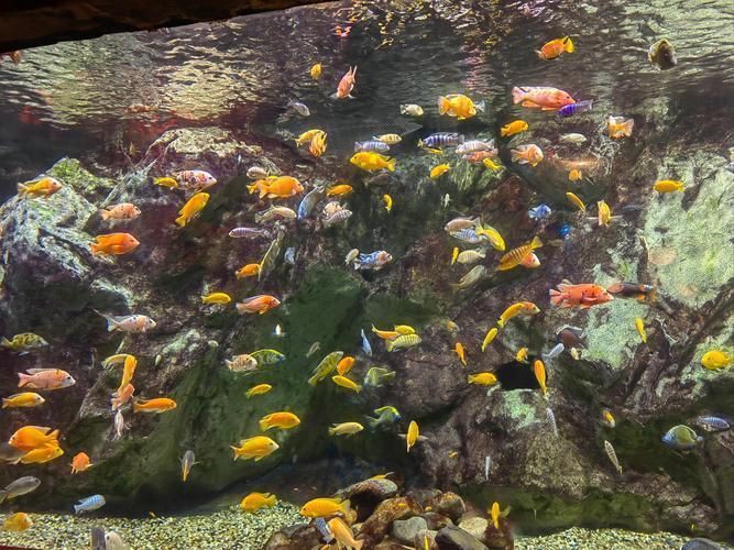 宜春魚缸店：豐城市巨金水族店