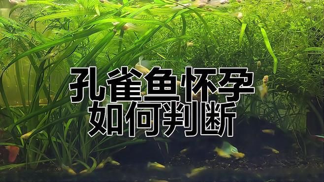 母魚肚子大后什么時候生：如何判斷孔雀魚是否懷上小魚胎斑顏色變化揭秘