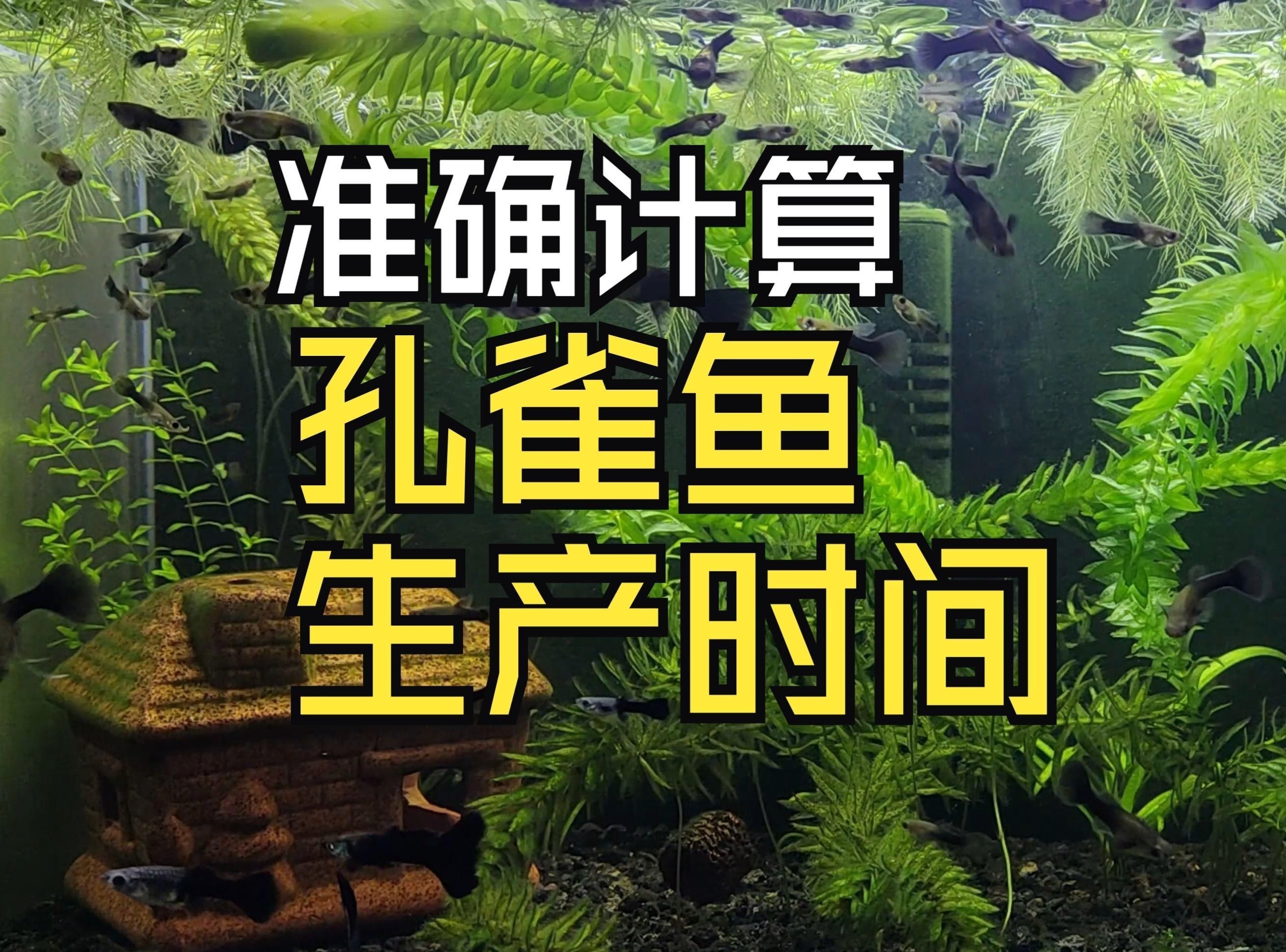 母魚肚子大后什么時候生：如何判斷孔雀魚是否懷上小魚胎斑顏色變化揭秘