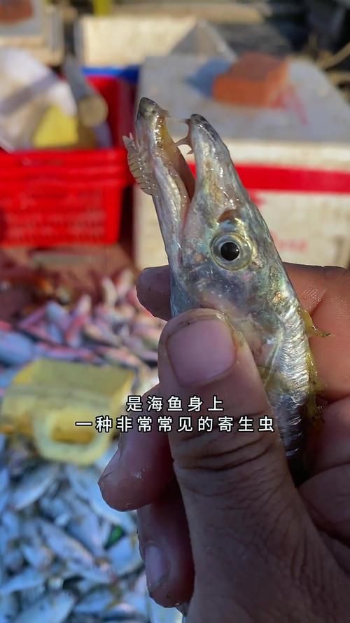 有沒有更多種類的魚虱圖片？：魚虱,被縮頭魚虱纏住,是這條魚的噩夢