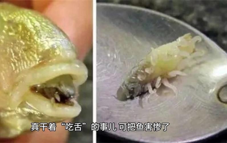 有沒有更多種類的魚虱圖片？：魚虱,被縮頭魚虱纏住,是這條魚的噩夢