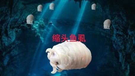 有沒有更多種類的魚虱圖片？：魚虱,被縮頭魚虱纏住,是這條魚的噩夢