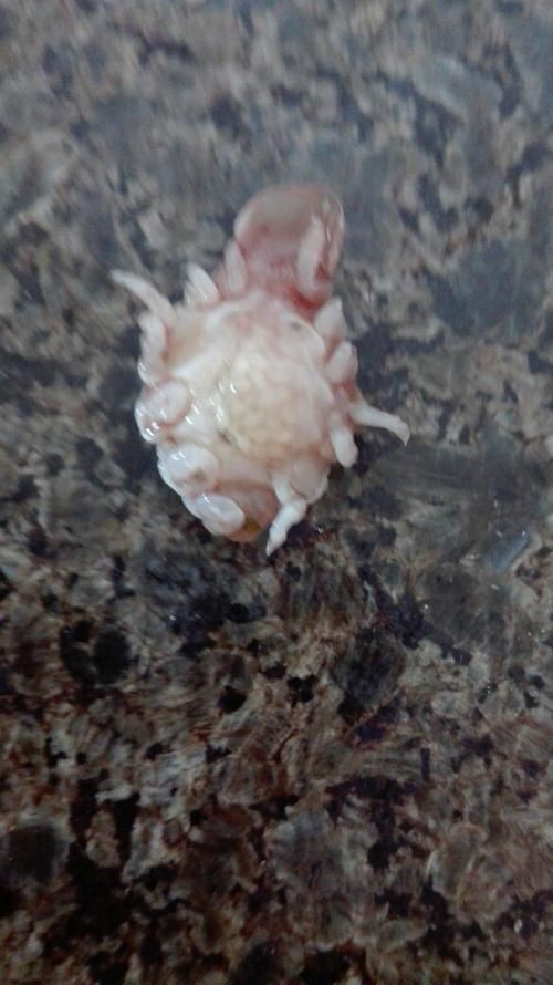 有沒有更多種類的魚虱圖片？：魚虱,被縮頭魚虱纏住,是這條魚的噩夢