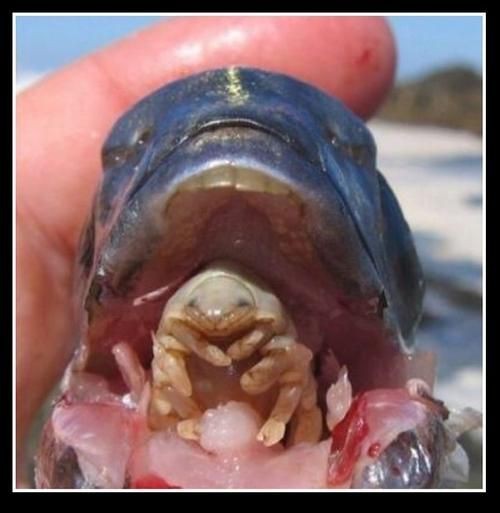 有沒有更多種類的魚虱圖片？：魚虱,被縮頭魚虱纏住,是這條魚的噩夢
