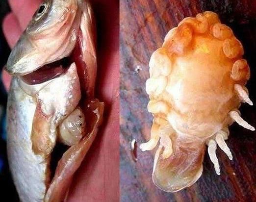 有沒有更多種類的魚虱圖片？：魚虱,被縮頭魚虱纏住,是這條魚的噩夢