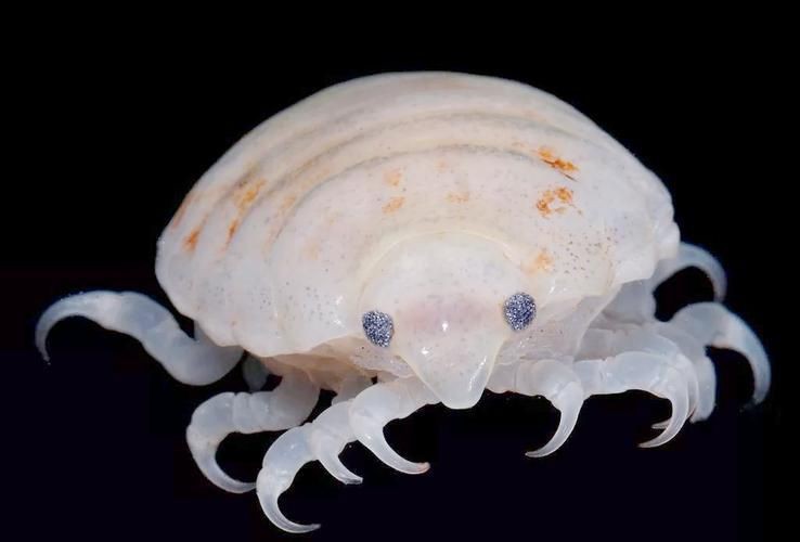 有沒有更多種類的魚虱圖片？：魚虱,被縮頭魚虱纏住,是這條魚的噩夢