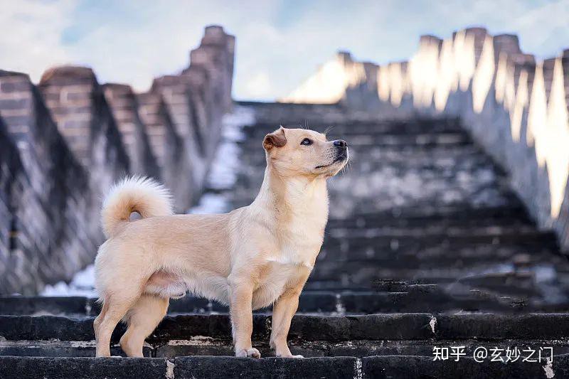 烏龜養幾年以上通靈：烏龜養多久會有“靈性”