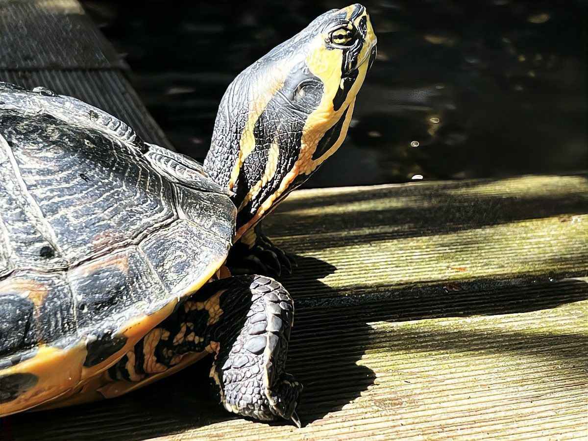 烏龜養幾年以上通靈：烏龜養多久會有“靈性”