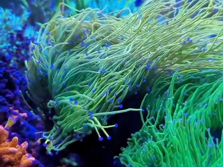 如何選擇合適的魚缸材質？：關于魚缸材質的冷知識你知道嗎各種魚缸的優缺點分享