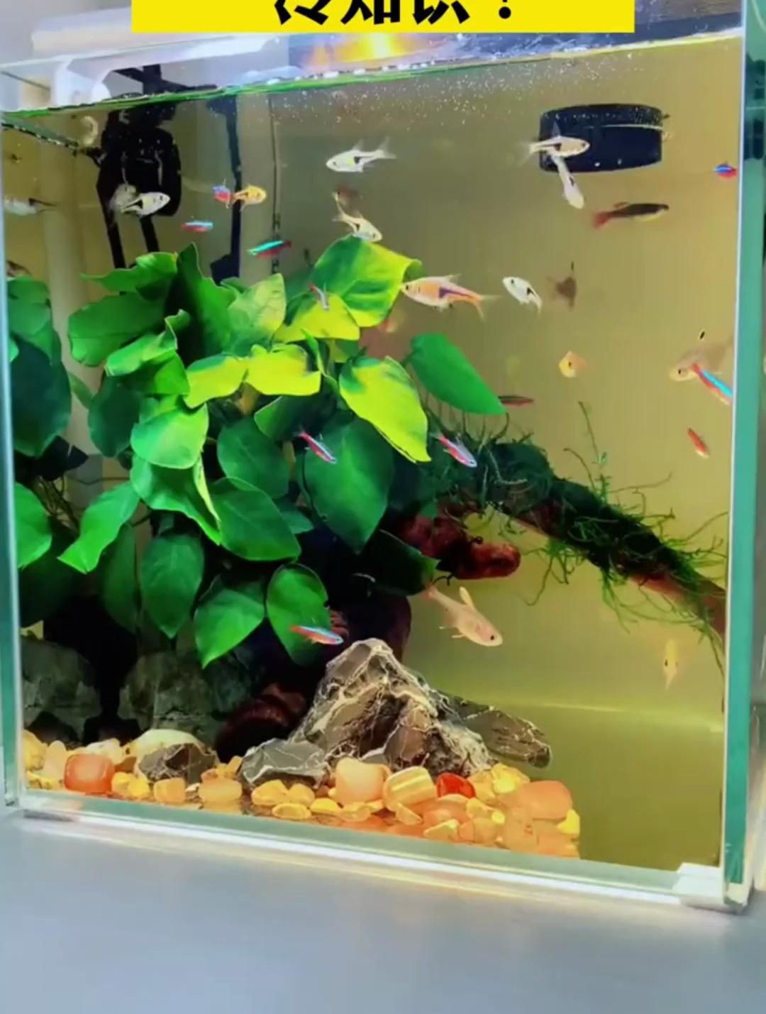 如何選擇合適的魚缸材質？：關于魚缸材質的冷知識你知道嗎各種魚缸的優缺點分享