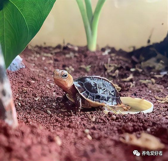建議窮人養的10種烏龜：經濟實惠的寵物龜飼養小巧體型的愛好者8：九、鱷龜 建議窮人養的10種烏龜：經濟實惠的寵物龜飼養小巧體型的愛好者8：九、鱷龜 全國水族館企業名錄 第11張