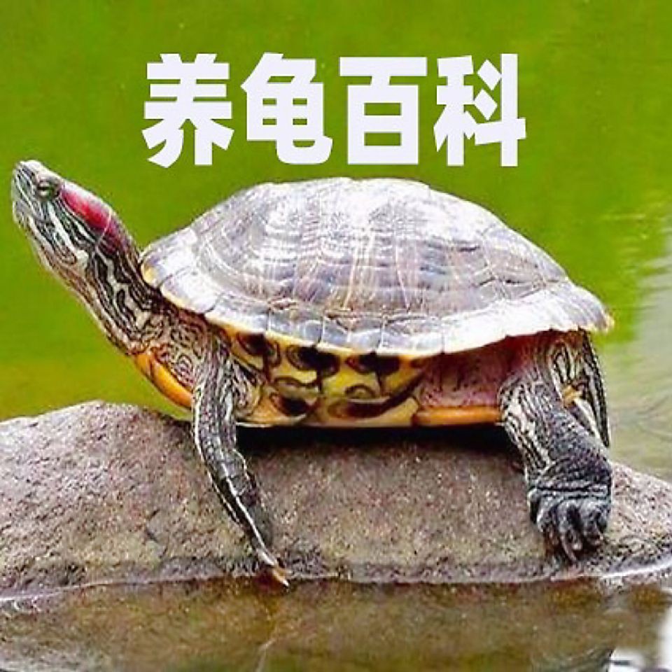 建議窮人養的10種烏龜：經濟實惠的寵物龜飼養小巧體型的愛好者8：九、鱷龜 建議窮人養的10種烏龜：經濟實惠的寵物龜飼養小巧體型的愛好者8：九、鱷龜 全國水族館企業名錄 第6張