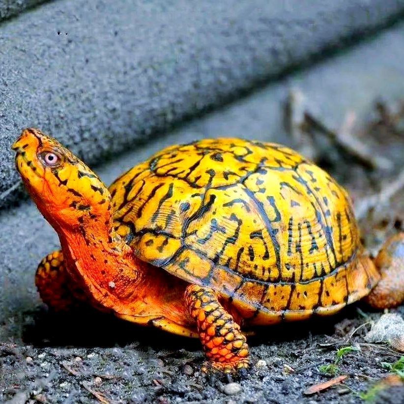 建議窮人養的10種烏龜：經濟實惠的寵物龜飼養小巧體型的愛好者8：九、鱷龜 建議窮人養的10種烏龜：經濟實惠的寵物龜飼養小巧體型的愛好者8：九、鱷龜 全國水族館企業名錄 第10張