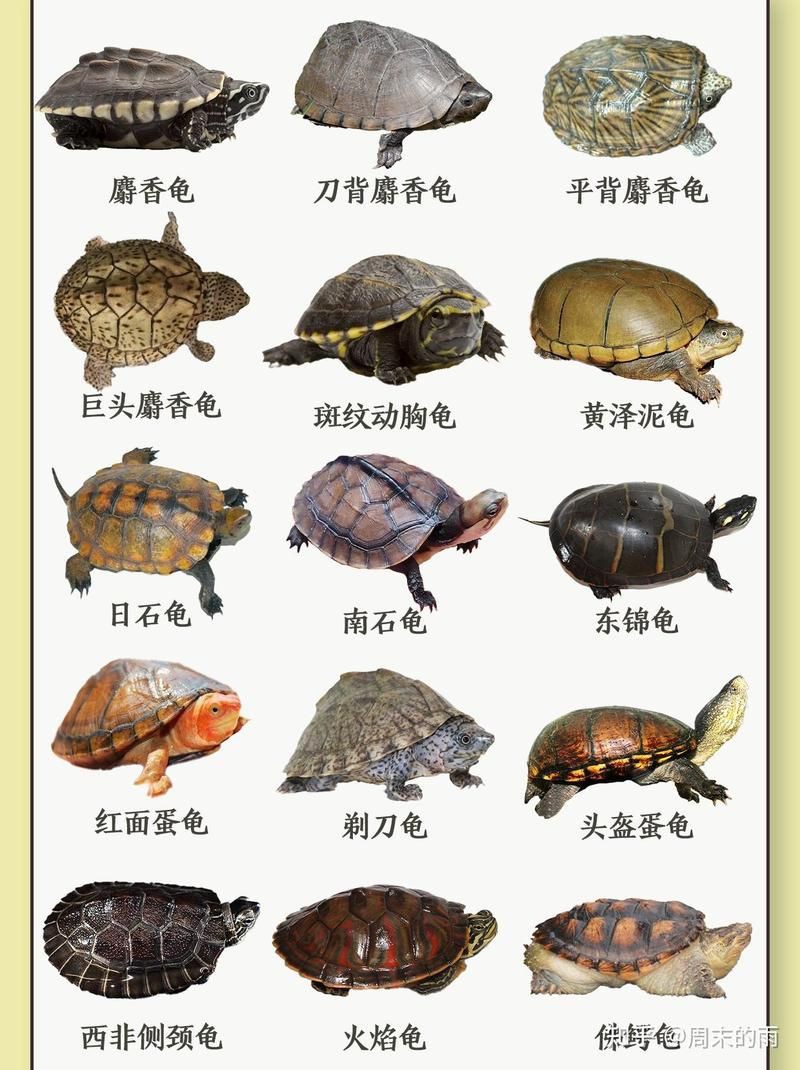 建議窮人養的10種烏龜：經濟實惠的寵物龜飼養小巧體型的愛好者8：九、鱷龜 建議窮人養的10種烏龜：經濟實惠的寵物龜飼養小巧體型的愛好者8：九、鱷龜 全國水族館企業名錄 第1張