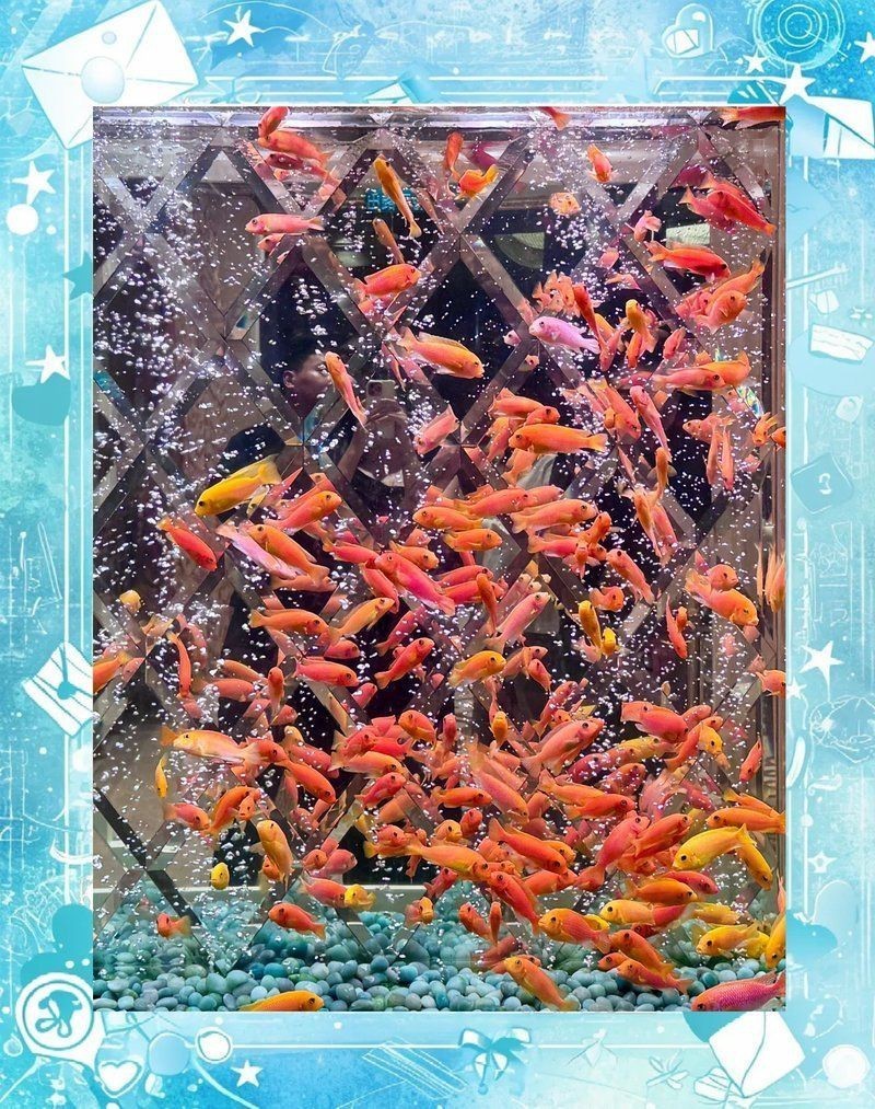 澳門魚缸批發(fā)市場：關于澳門魚缸批發(fā)市場的具體信息