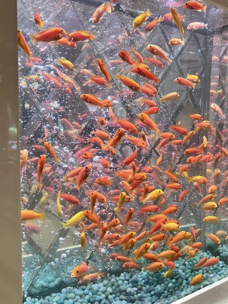 澳門魚缸批發(fā)市場：關于澳門魚缸批發(fā)市場的具體信息