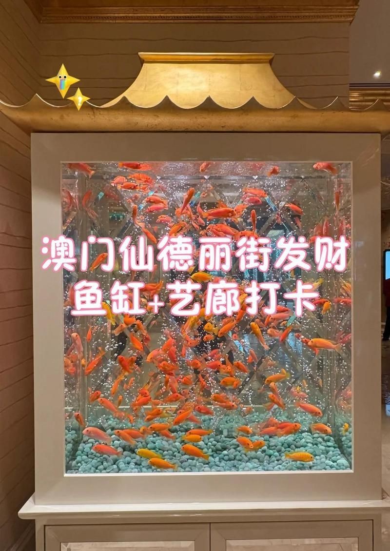 澳門魚缸批發(fā)市場：關于澳門魚缸批發(fā)市場的具體信息