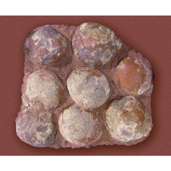 恐龍蛋放在家里吉利嗎：關于恐龍蛋化石在家中擺放的吉兇問題需從法律合規性、風水寓意及科學價值等多方面綜合分析