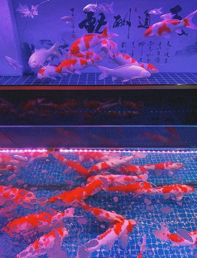 杭州魚缸批發市場：杭州魚缸批發市場全面分析
