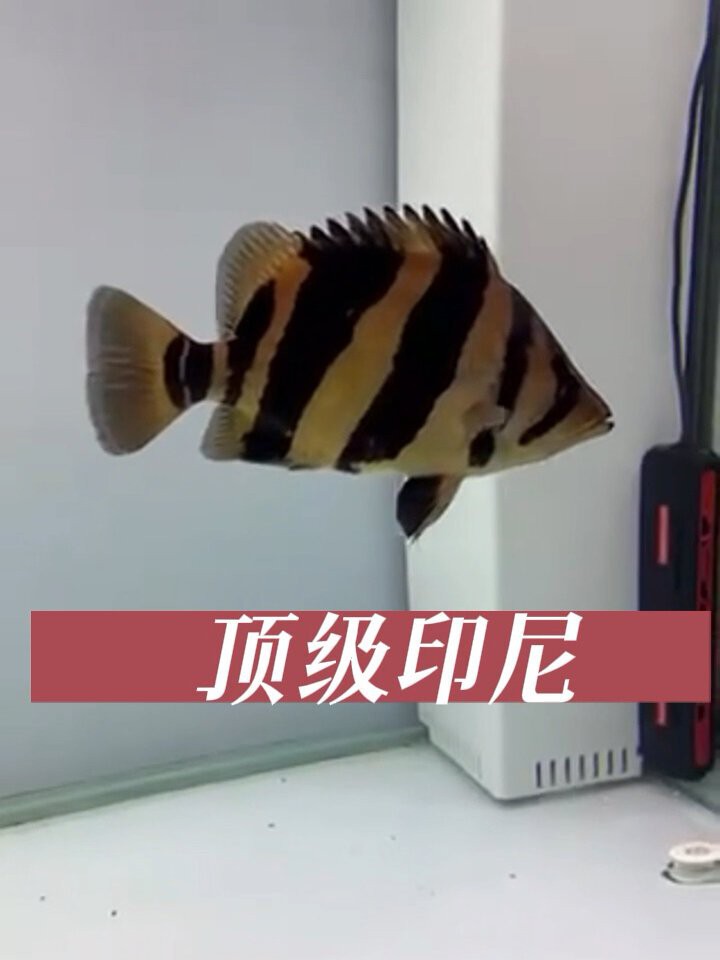 三紋虎長什么樣圖片：三紋虎的形態(tài)特征與生態(tài)價值