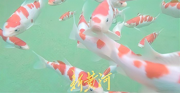 丹頂錦鯉哪個顏色最值錢：丹頂錦鯉最不值錢的顏色愛寵先鋒,一條賣3萬!