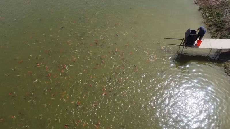 丹頂錦鯉哪個顏色最值錢：丹頂錦鯉最不值錢的顏色愛寵先鋒,一條賣3萬!