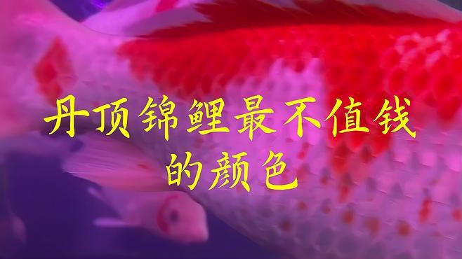 丹頂錦鯉哪個顏色最值錢：丹頂錦鯉最不值錢的顏色愛寵先鋒,一條賣3萬!