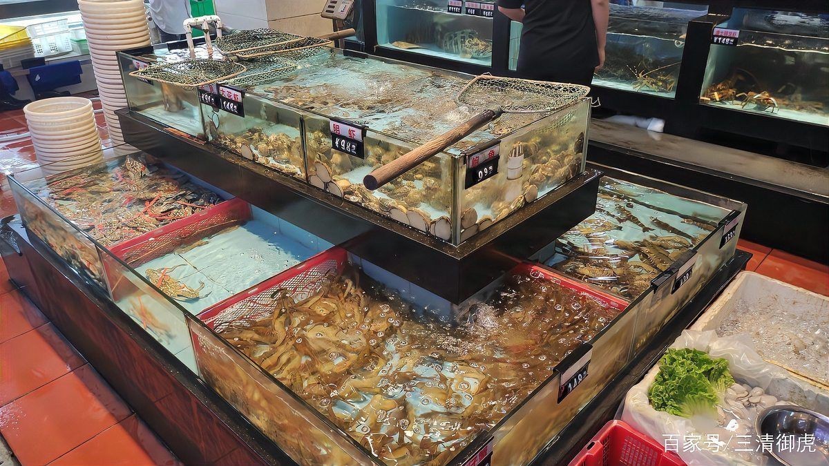 茂名龍魚店：茂名龍魚在哪里買便宜的